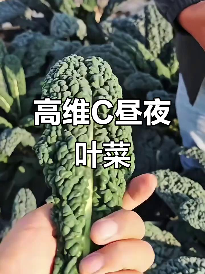 亚非昼叶菜:营养高、好种植,叶子可连续采收