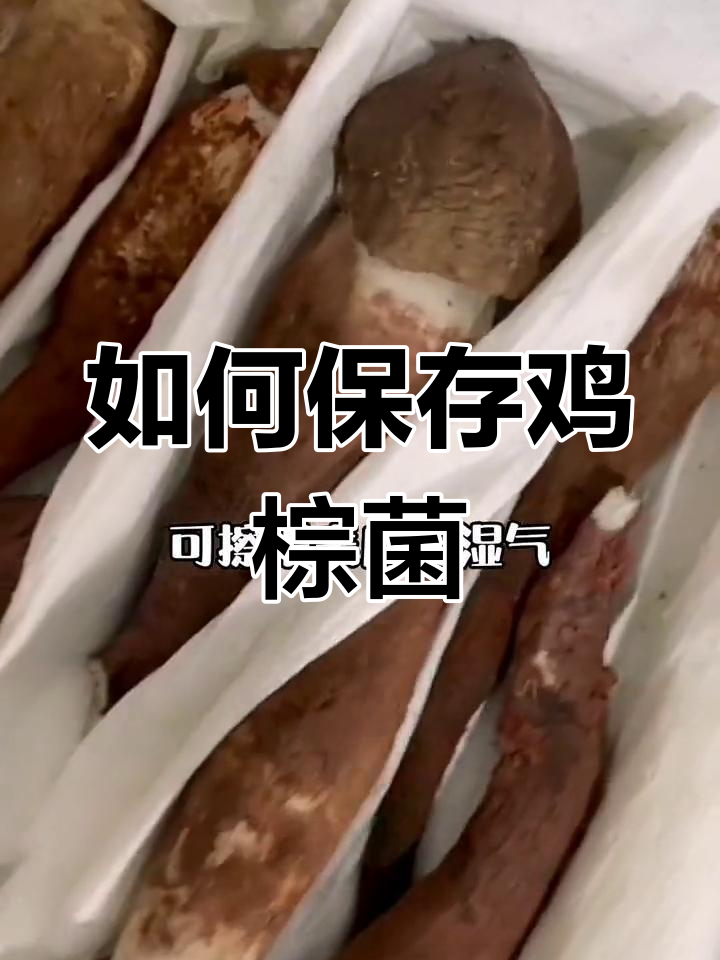 鸡枞菌的独特美味与保存方法