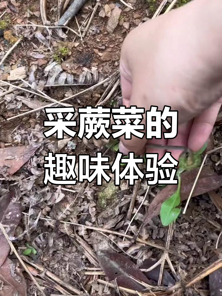 挖野菜大作战,绝味蕨菜的内心独白