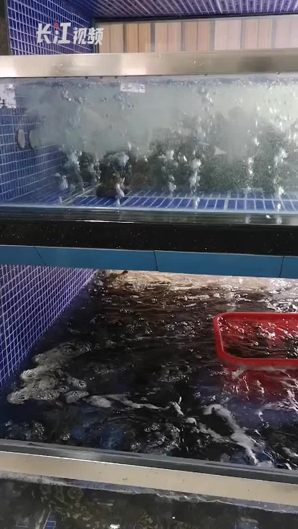 好消息,武汉产石斑鱼上市啦!