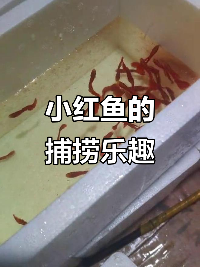 小红鱼大丰收,水族爱好者们的快乐时光