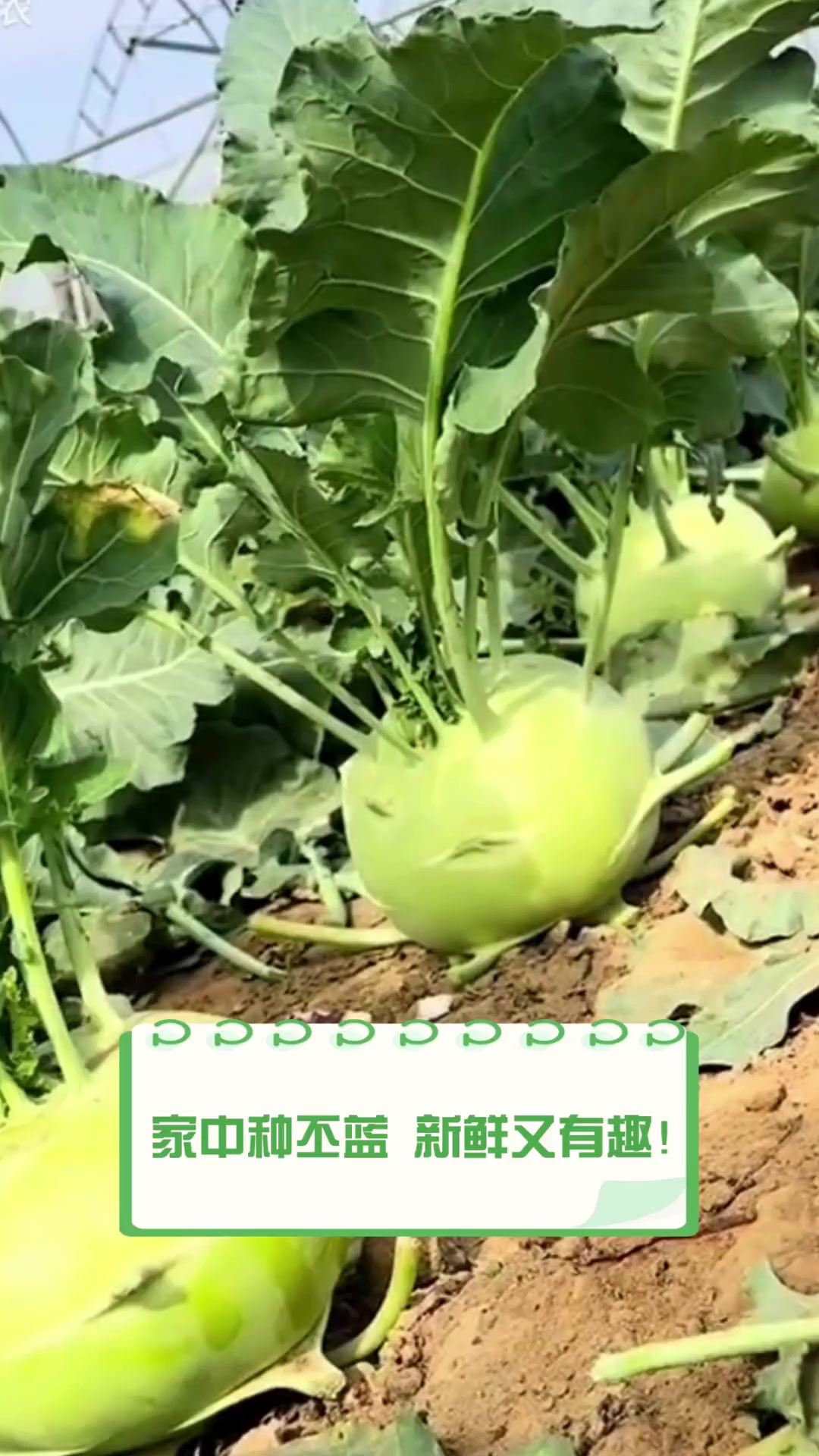 家中种丕蓝,新鲜又有趣!