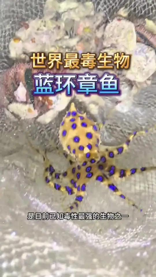 世界最毒生物蓝环章鱼蓝环章鱼猛鱼章鱼养鱼日记上热门