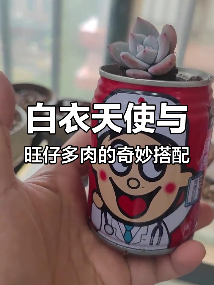 雪天使多肉重生,白衣天使守护成长