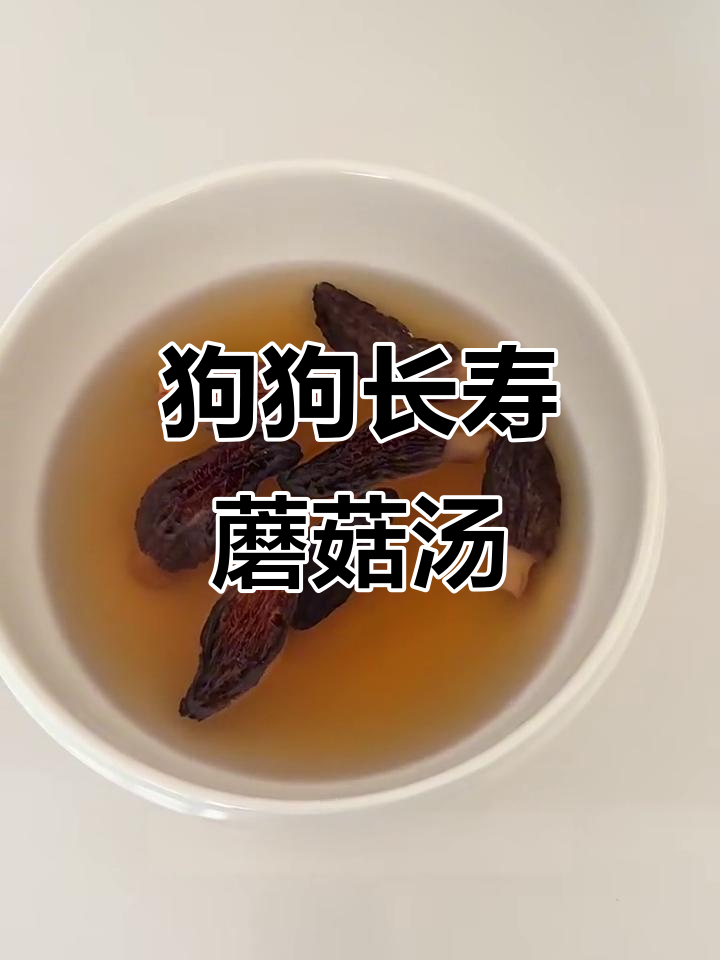 狗狗长寿蘑菇汤,永生的味道