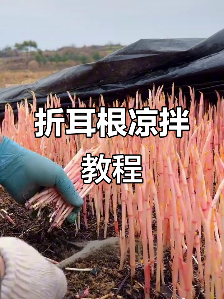 鱼腥草凉拌做法，简单又美味，试试这道折耳根！