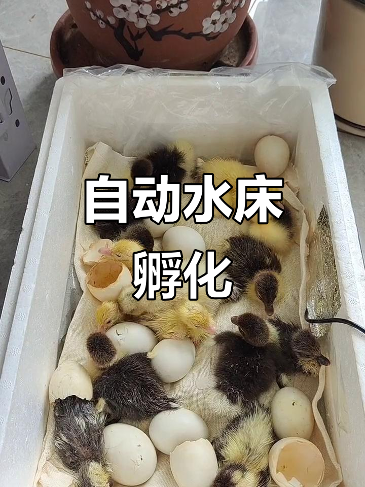 水床孵化器自动控温,种蛋放上翻动即可孵出小鸡!