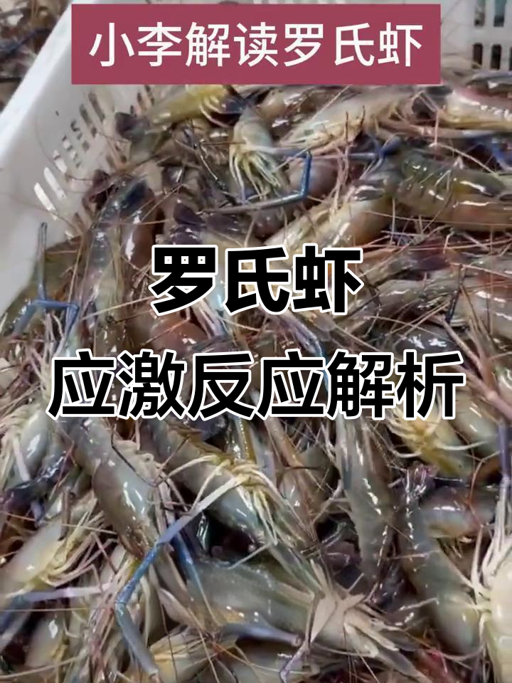 气候突变对罗氏虾的影响及应对措施