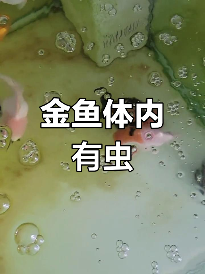 显微镜揭秘金鱼寄生虫