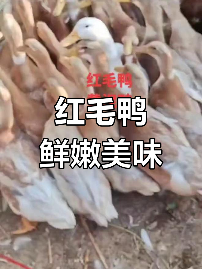 海南红毛鸭,原生态放养肉质鲜美