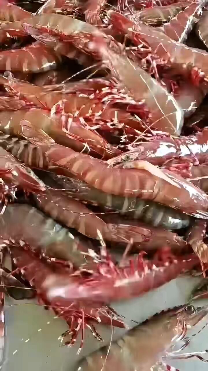 野生红爪虾