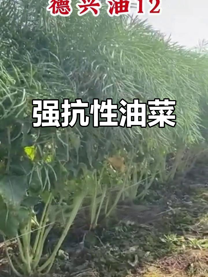 德兴油12号,抗病强、耐寒、高产优质油菜新品种!