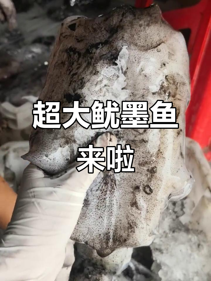 鱿墨鱼到货,超大个!口感鲜嫩无比