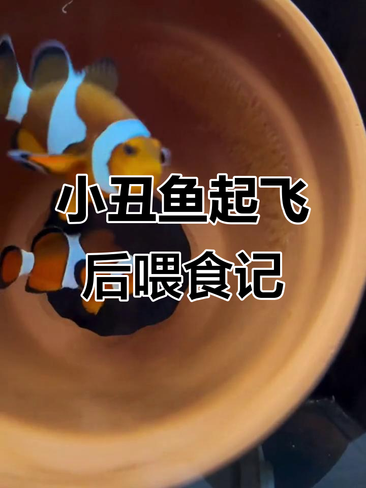 小丑鱼苗吃轮虫,成长过程大揭秘