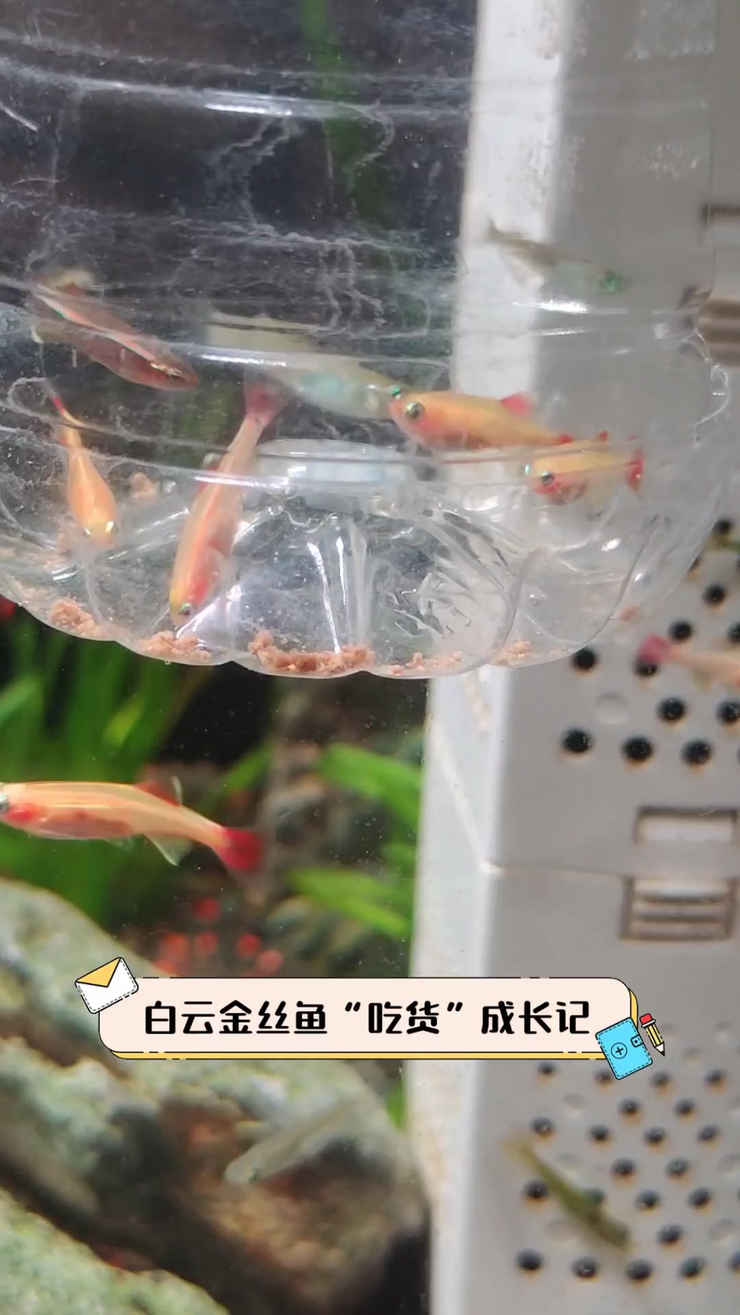 白云金丝鱼“吃货”成长记