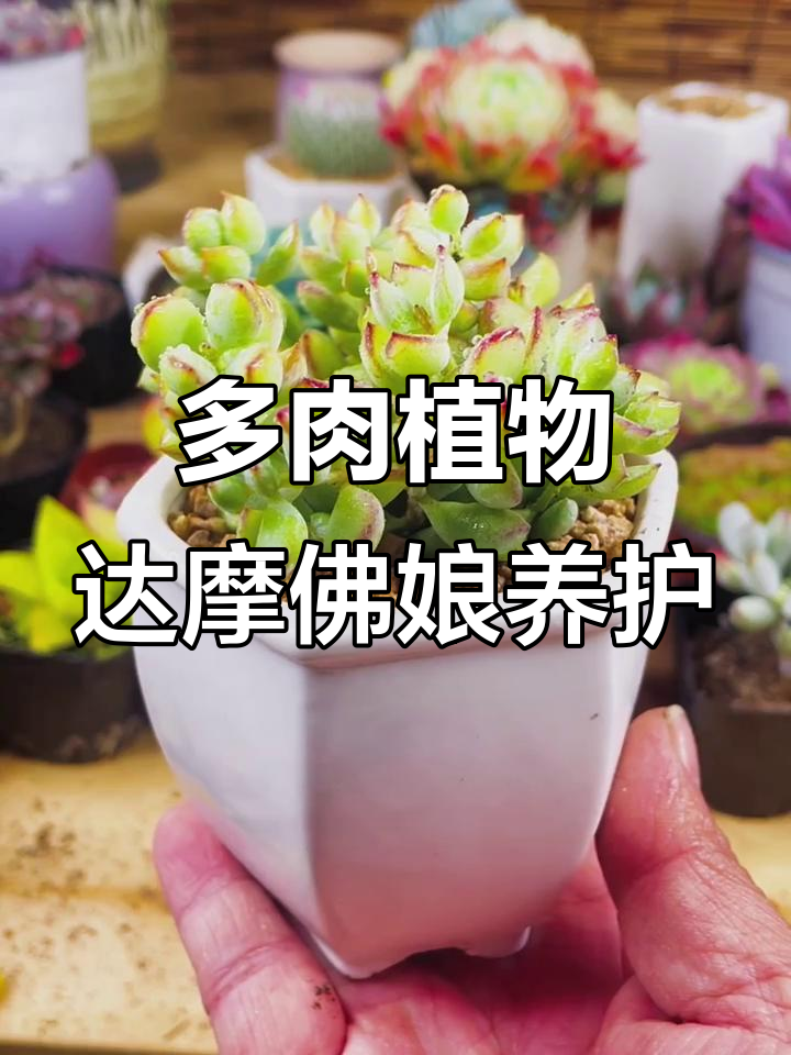 达摩佛娘多肉养护全攻略:修剪、通风与保暖技巧