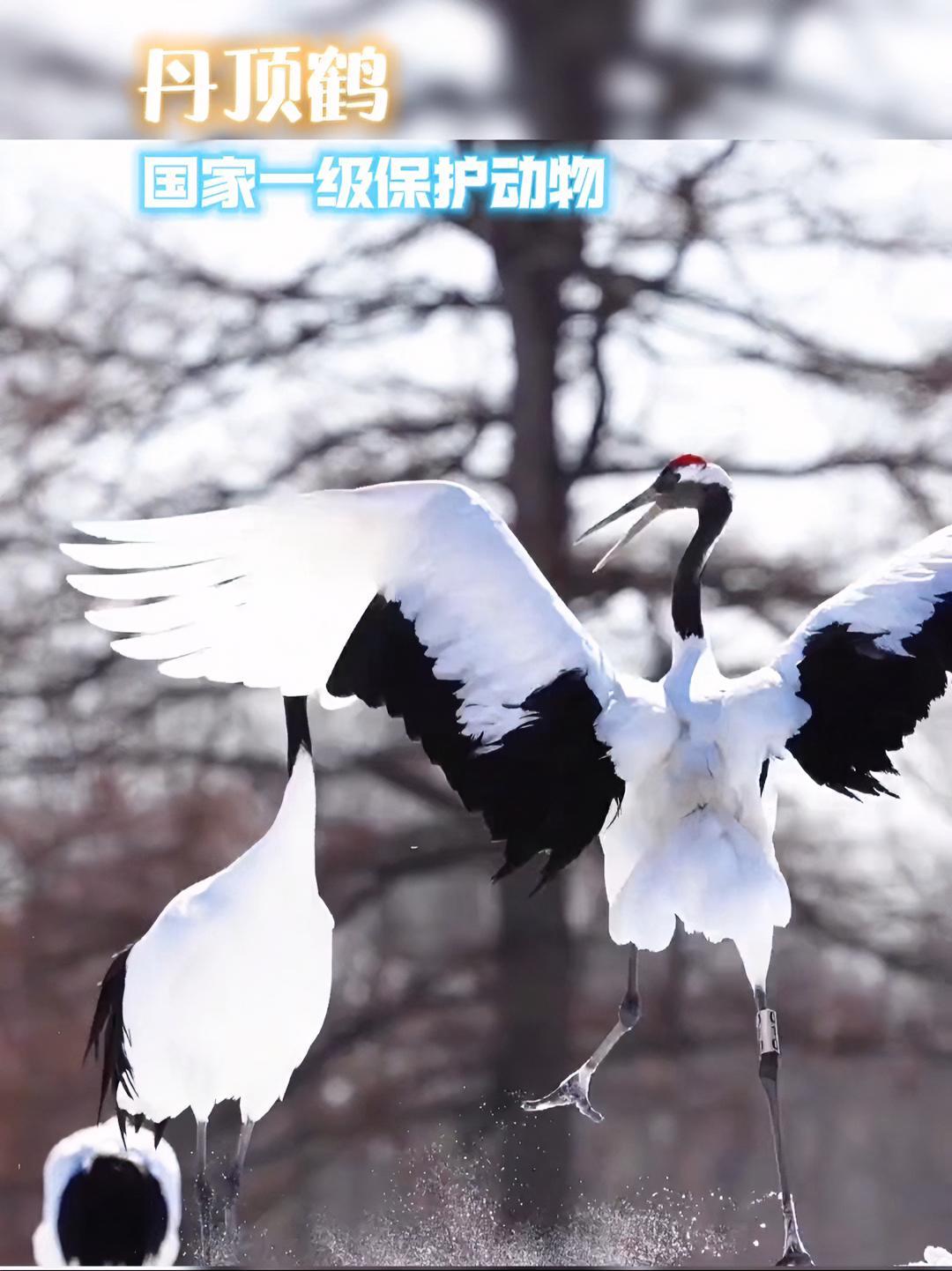 丹顶鹤幼崽解锁“大口吃鱼”生存技能 野生动物零距离 茶茶野保法宣 丹顶鹤幼崽绒毛柔软,黄褐