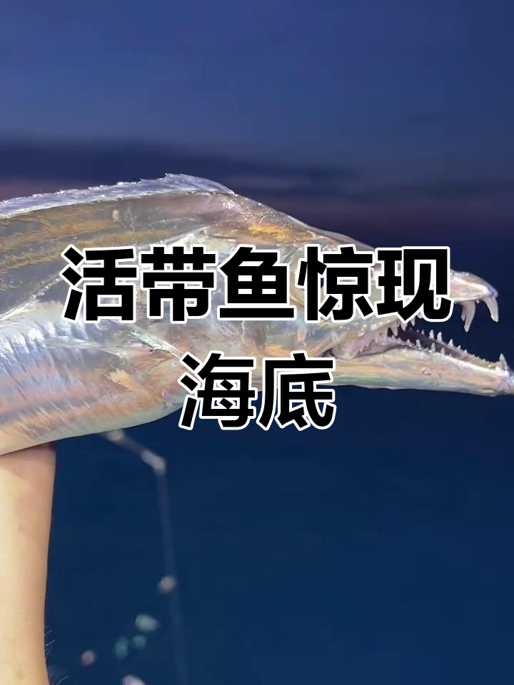 带鱼为何如此凶猛?揭秘深海鱼的生死时速