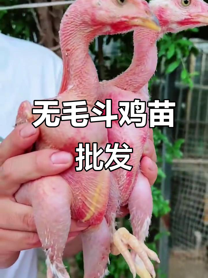 无毛斗鸡苗批发，价格实惠质量保证