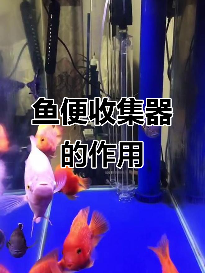 鱼缸过滤系统全解析:物理与生化过滤如何搭配