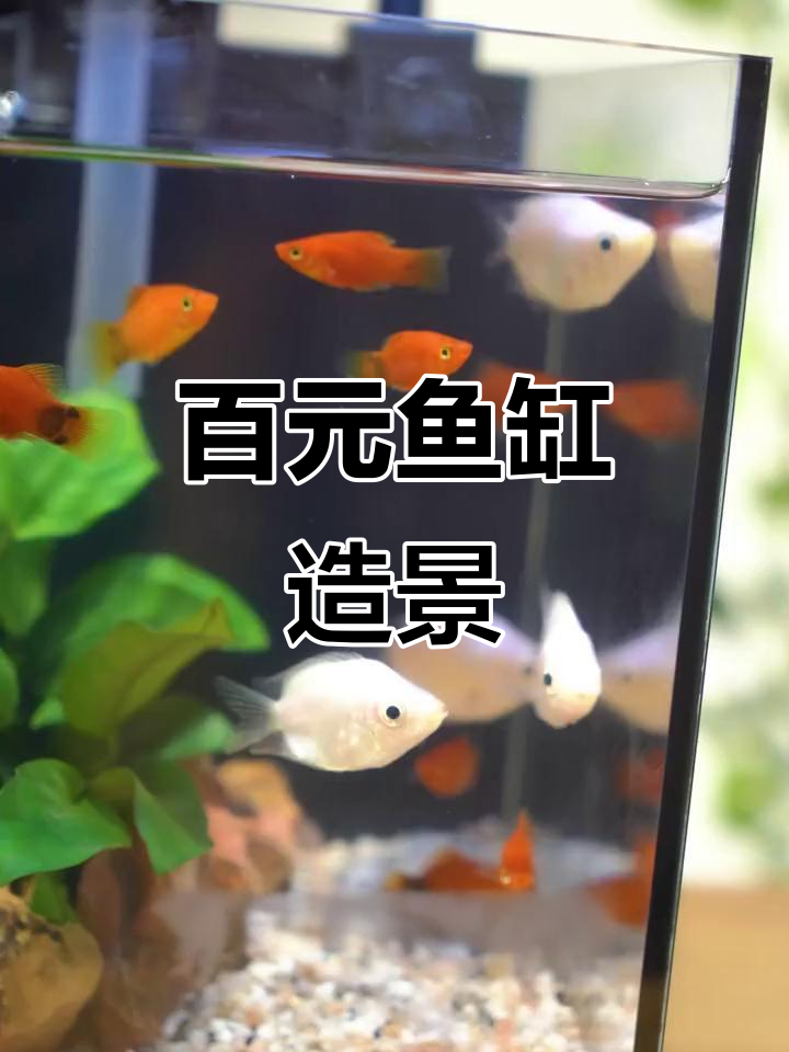 用百元打造精美鱼缸造景，水草装饰让小鱼儿有个温馨的家