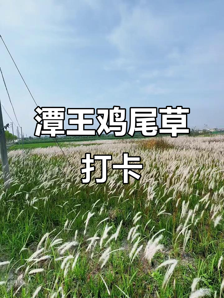 潭王百亩鸡尾草，夏日风情打卡地