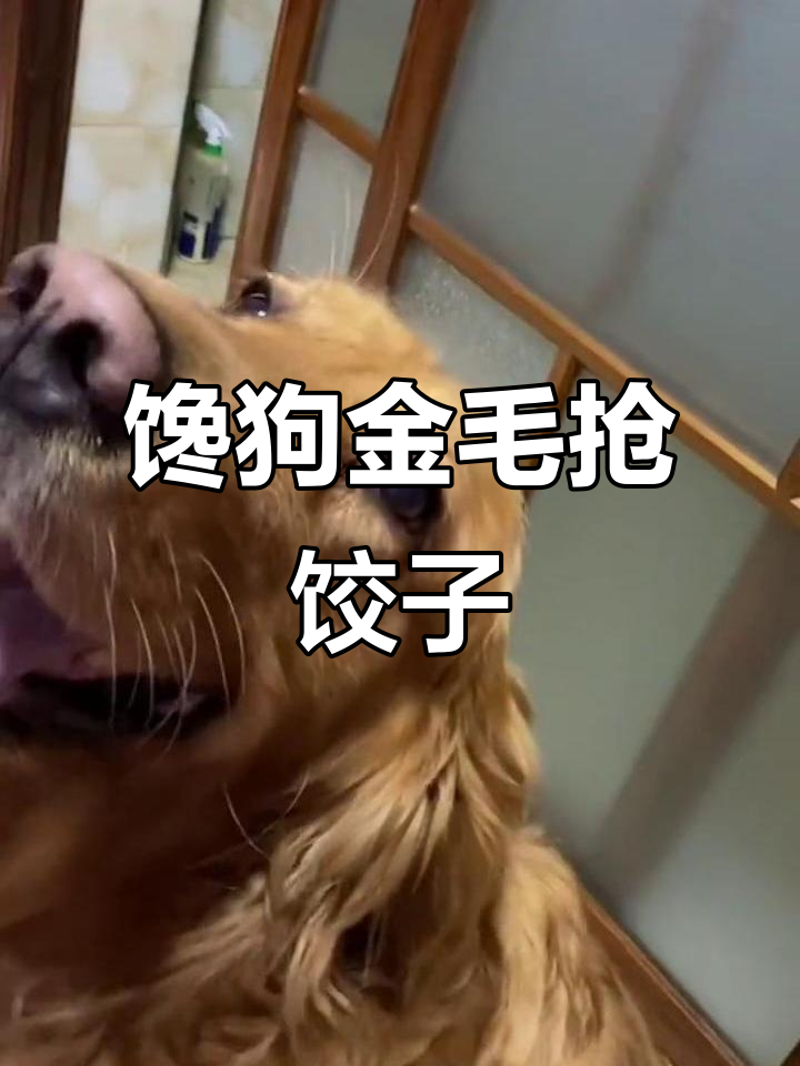 金毛吃饺子太搞笑了,连钱都敢拿!