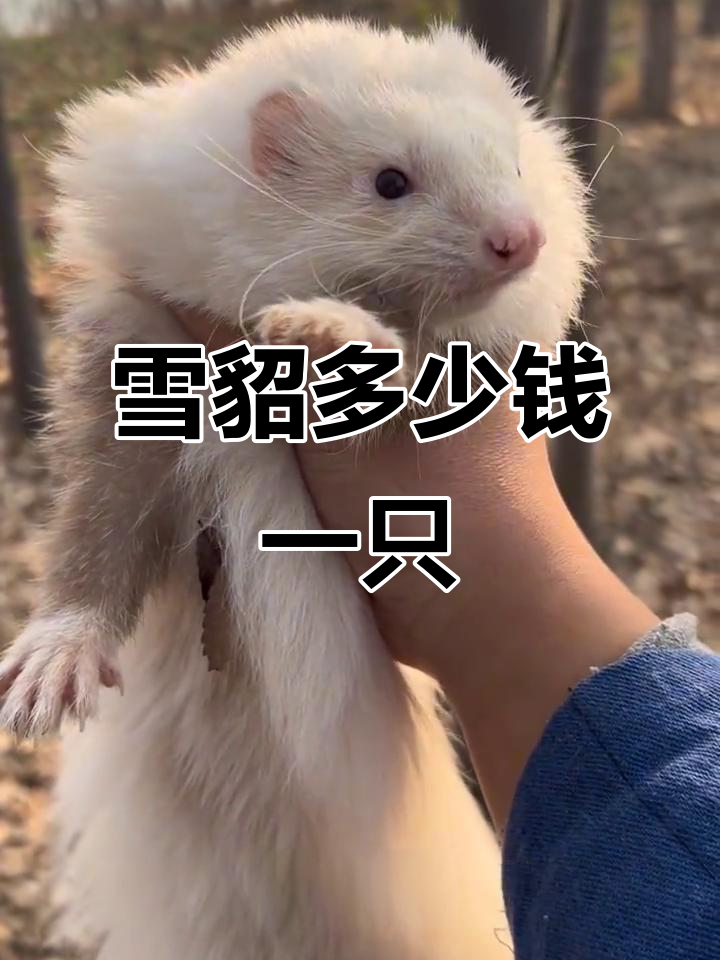 雪貂价格与食物揭秘,如何训练它不咬人?