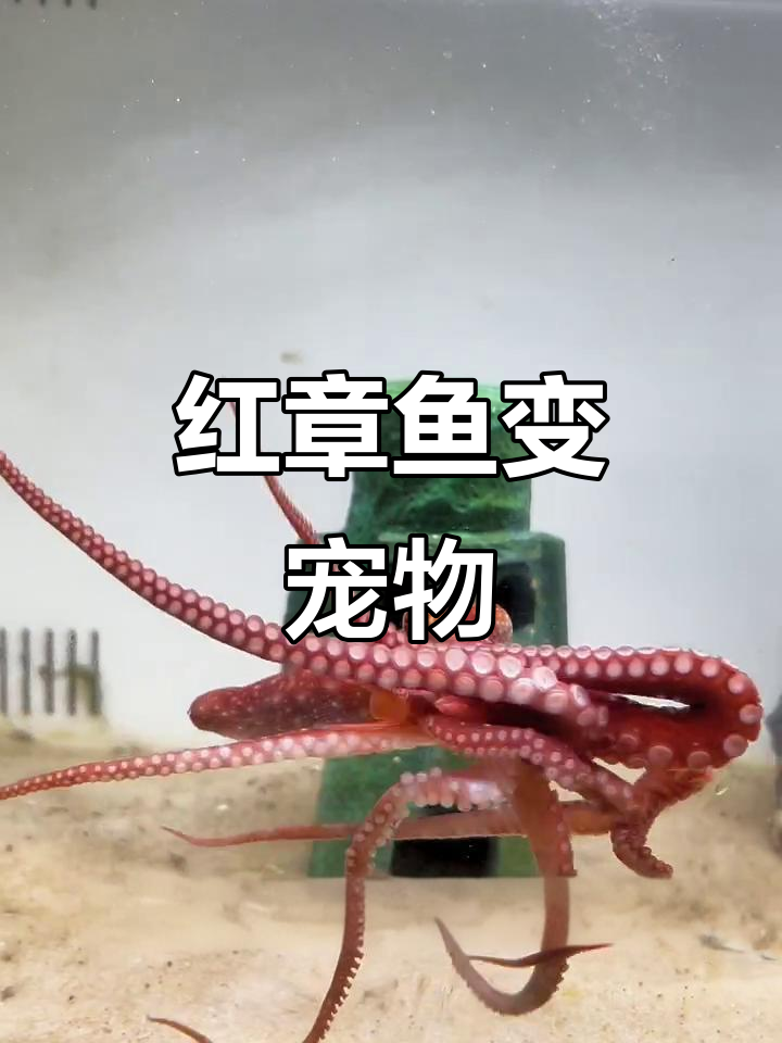 煮熟的红章鱼也能当宠物养,羞涩又可爱