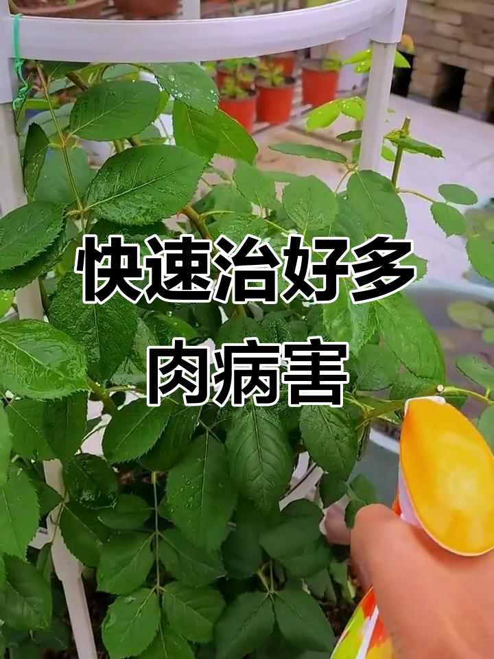 多肉植物炭疽病?试试这种免稀释杀菌剂,轻松搞定!