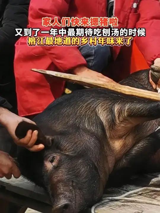 家人们快来摁猪啦!又到了一年中最期待吃刨汤的时候,榕江最地道的乡村年味来了!#甜甜榕江#村