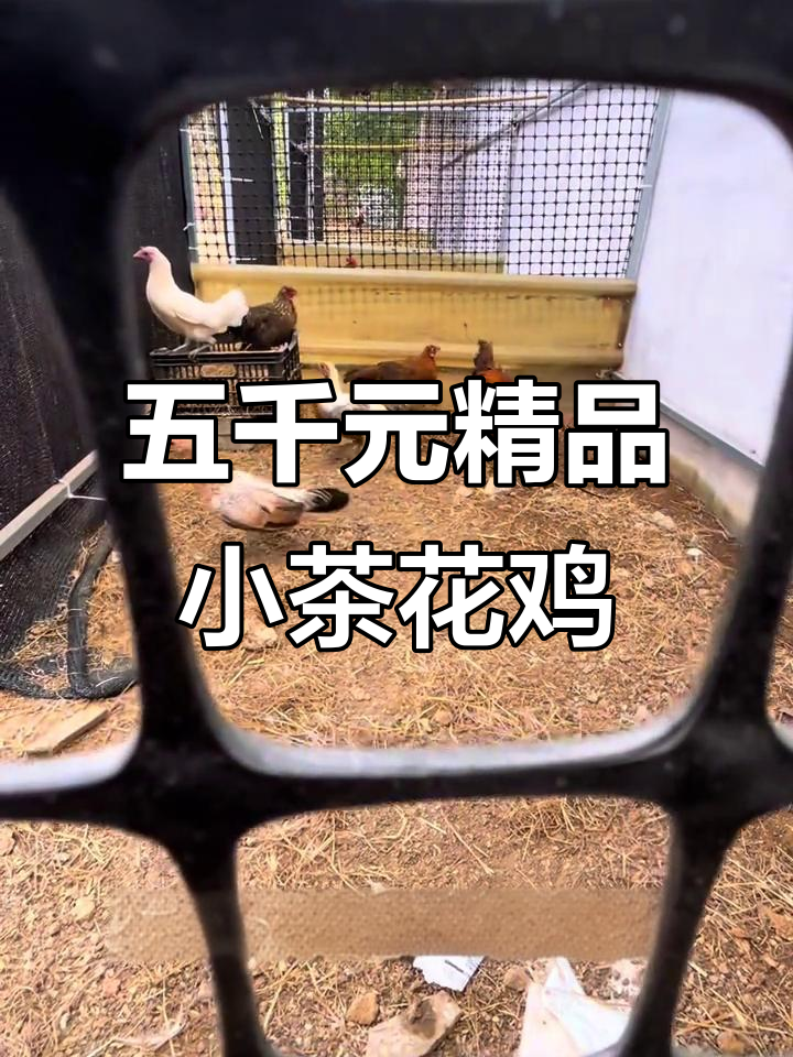 异色茶花鸡种群展示，白耳火烧毛公母搭配