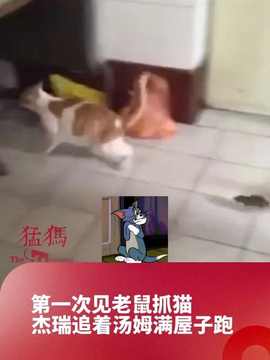 第一次见老鼠抓猫,杰瑞追着汤姆满屋子跑,网友:倒反天罡