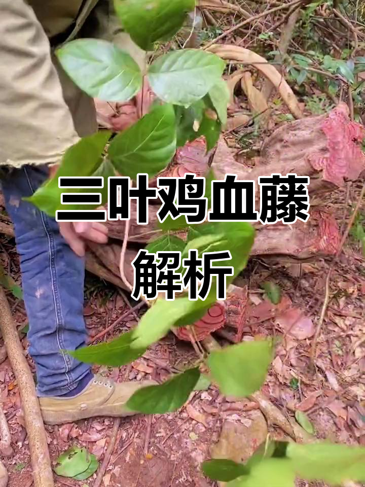 鸡血藤三叶根部大揭秘,金是干部的秘密