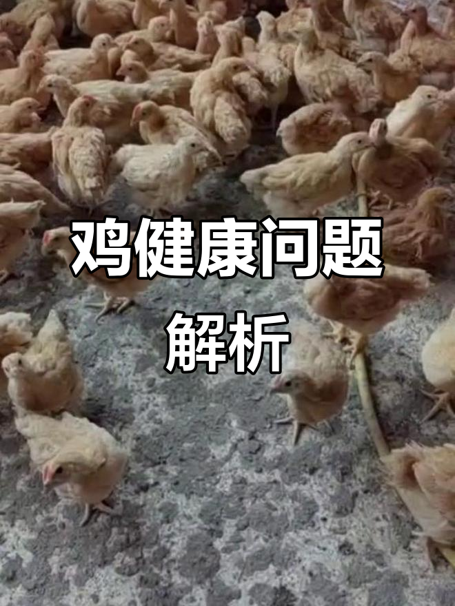 鸡毛乱飞,粪便异常,可能是什么病?大家来分析一下