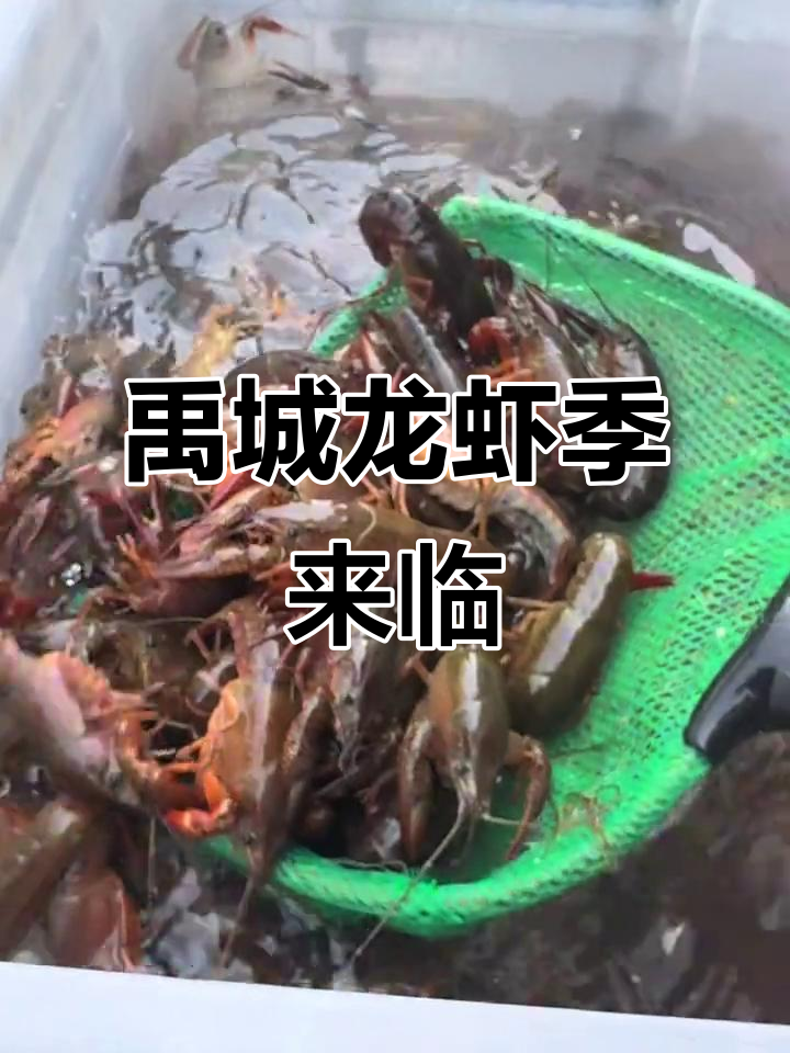禹城龙虾到货,郭记老豆腐配卤虾最美味
