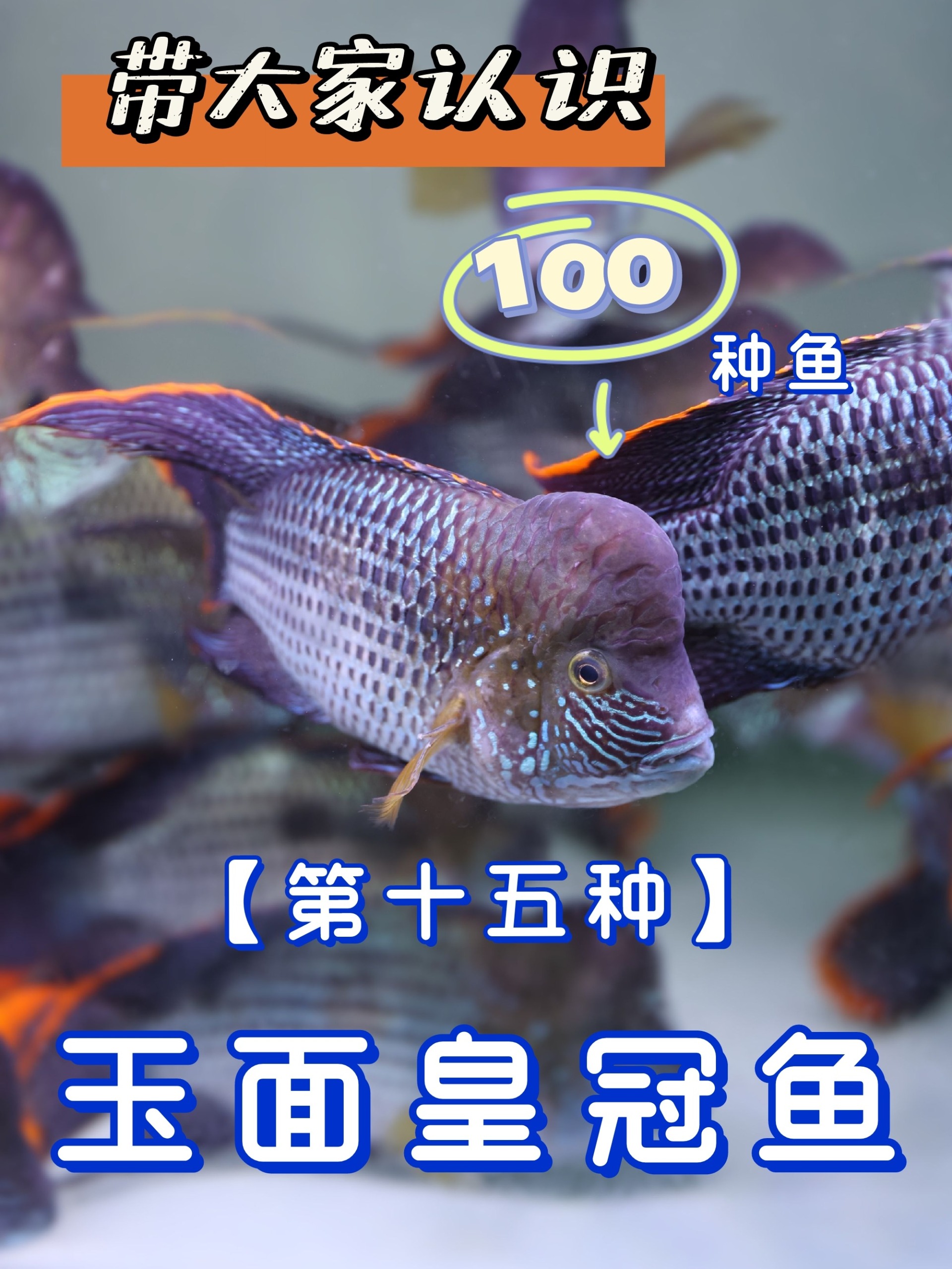 认识100种鱼!高贵的鱼玉面皇冠 真诚分享