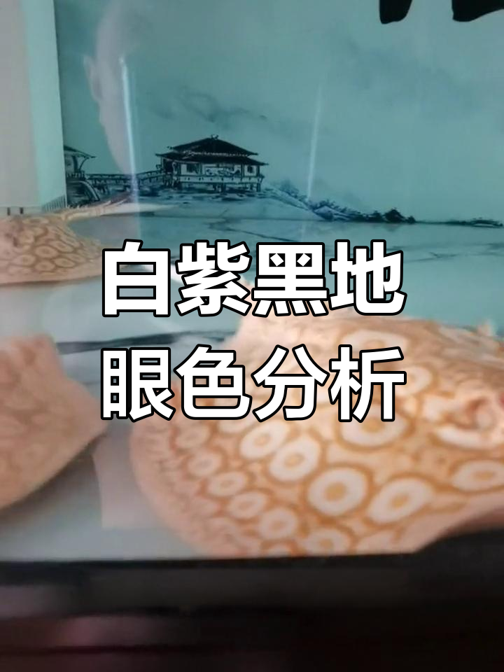 白子黑帝魟鱼眼睛颜色揭秘