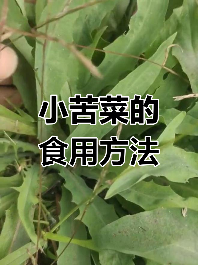 民间小苦菜:败酱草的独特吃法与健康功效