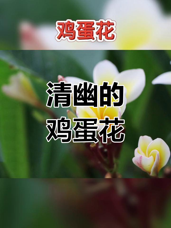 鸡蛋花:南方特有香气,用途广泛