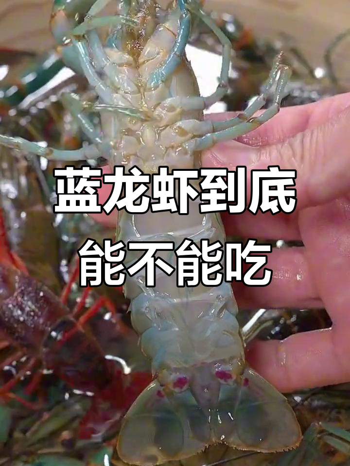 蓝色龙虾能吃吗?揭秘罕见美味背后的秘密