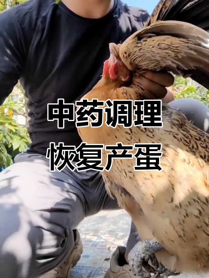 母鸡下蛋恢复正常,中药调理效果显著