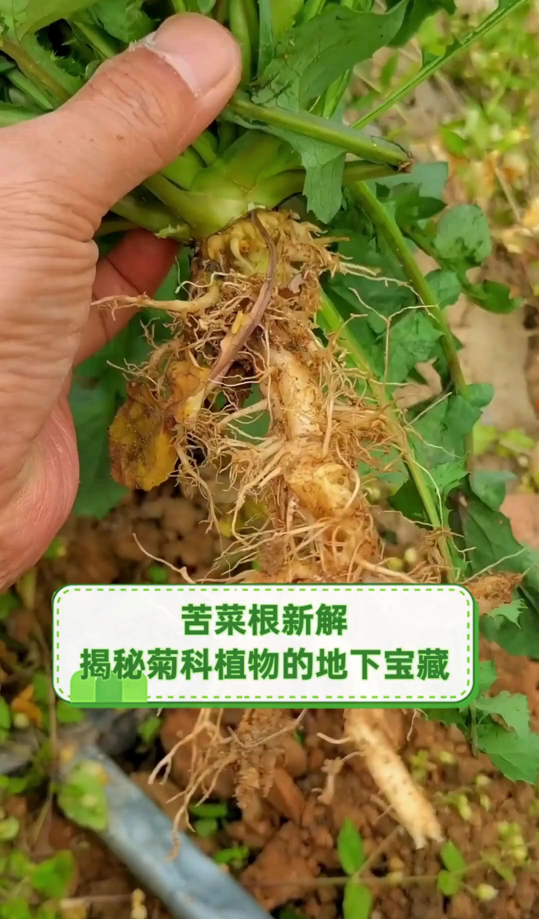 苦菜根新解,揭秘菊科植物的地下宝藏