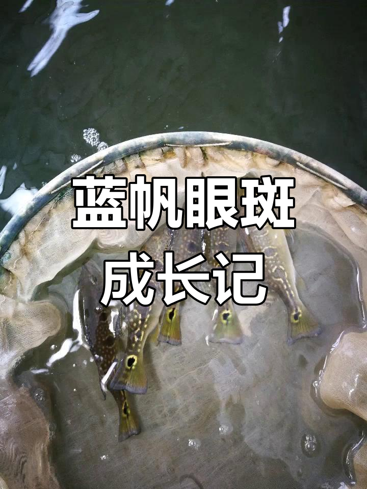 蓝帆眼斑繁殖全过程,生长记录大揭秘