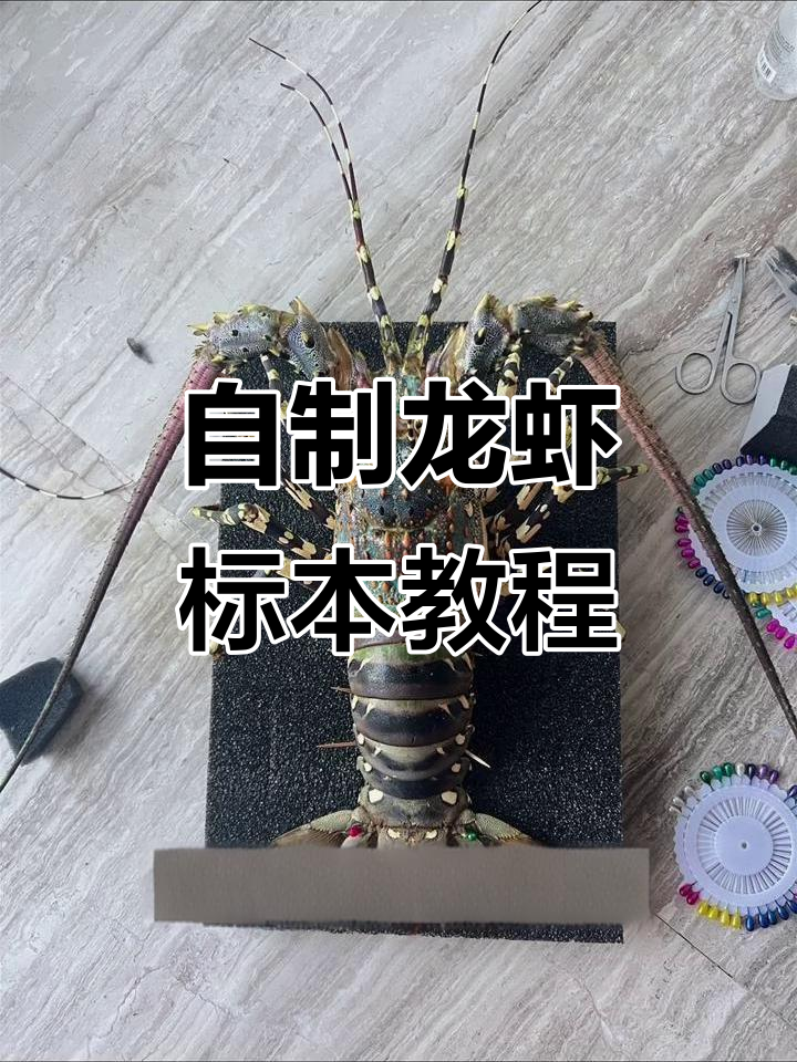 亲手制作中华锦绣虾标本，步骤超简单！