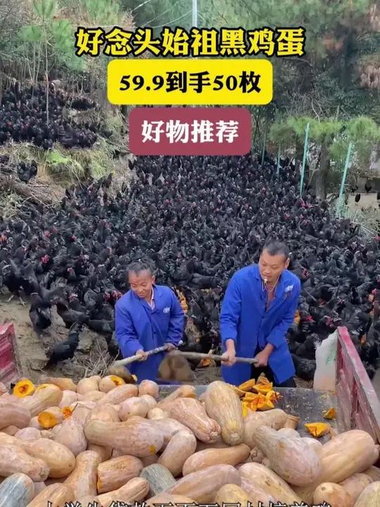 可生食黑凤乌鸡蛋,相信我,没吃过的真心可以试试