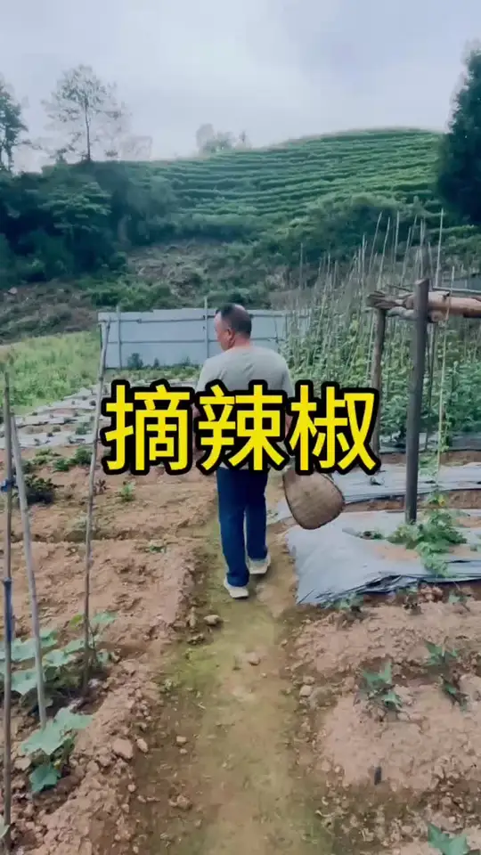 新农人在辣椒种植基地,一份耕耘能否换来绿色蔬菜收获?