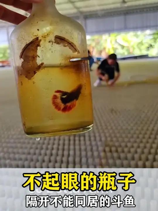 是什么生物，需要被隔离在上千个独立容器里 动物科普动物世界斗鱼泰国斗鱼不能同居，甚至不能对