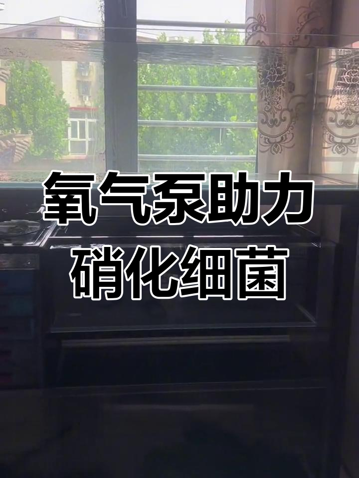 氧气泵如何提升鱼缸消化效率,避免死水区