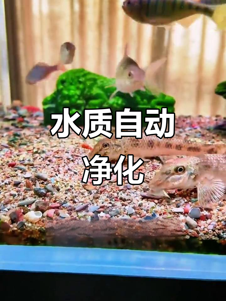 自从养了棒花鱼，水质自净，省心又悠闲！